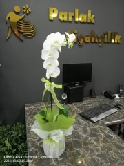 Süslü Tek Dallı Beyaz Orkide