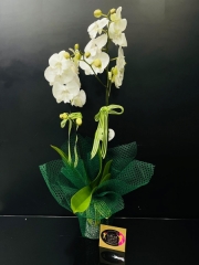 2 Dallı Beyaz Orkide Süslenmiş