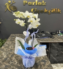 Süslenmiş Çift Dallı Beyaz Orkide Çiçek